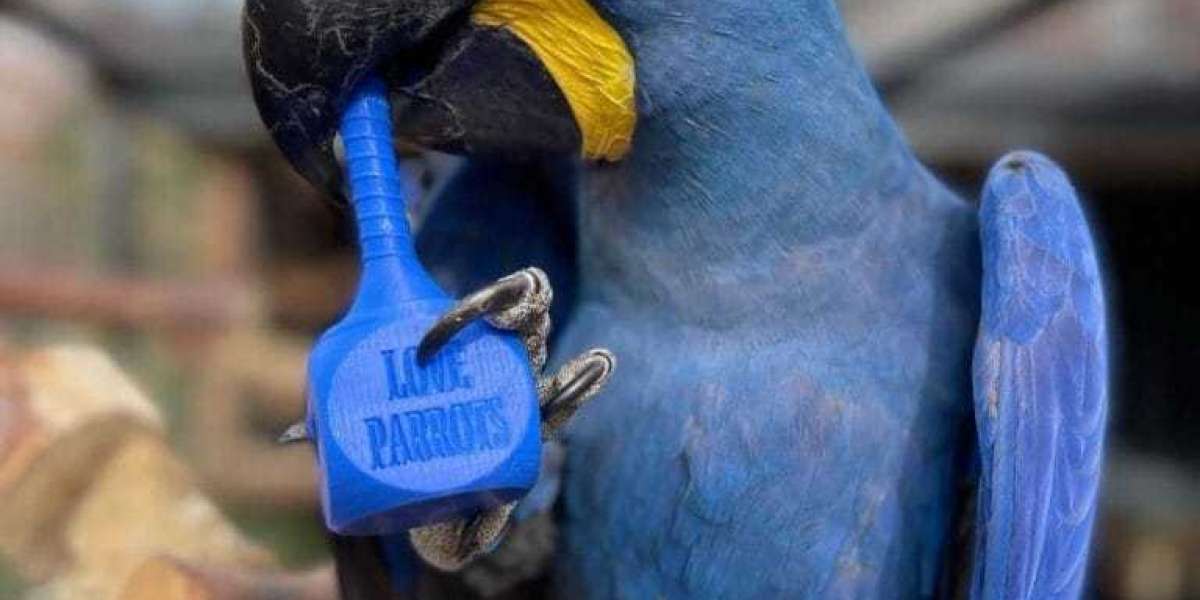 10 Things We All Are Hating About Hyacinth Macaw Parrots For Sale